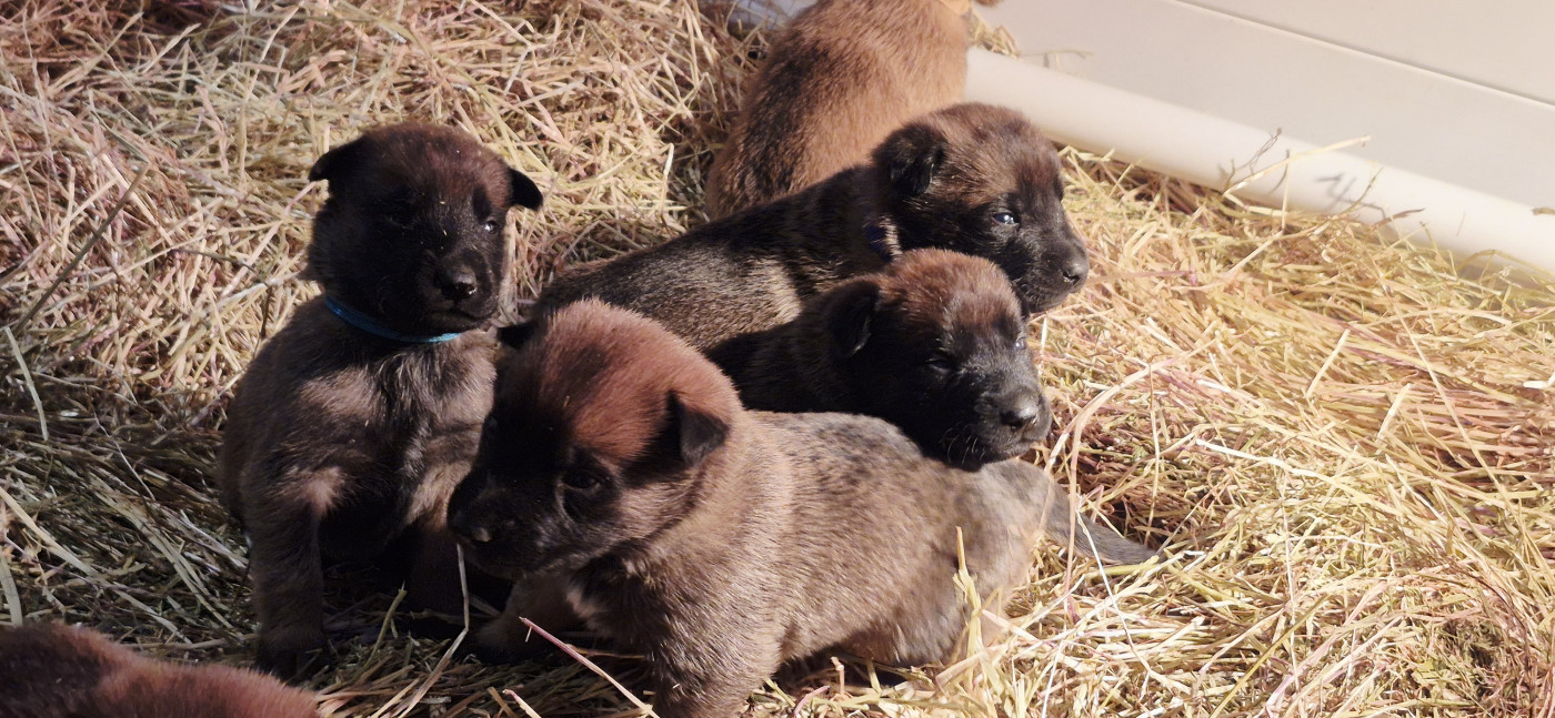 Chiot Berger Belge Des Soldats Du Camp Redon