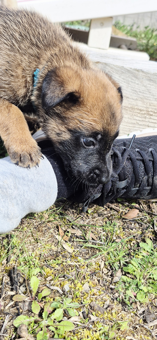 Des Soldats Du Camp Redon - Chiots disponibles - Berger Belge