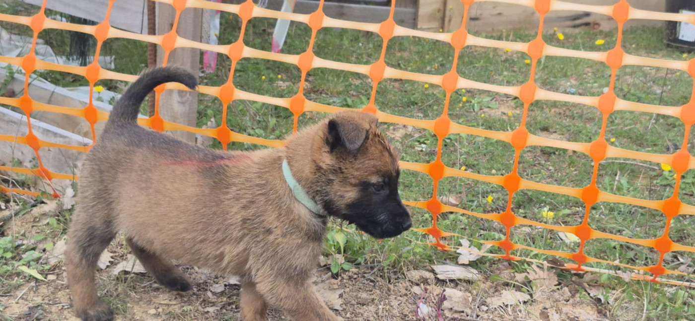 Des Soldats Du Camp Redon - Chiots disponibles - Berger Belge