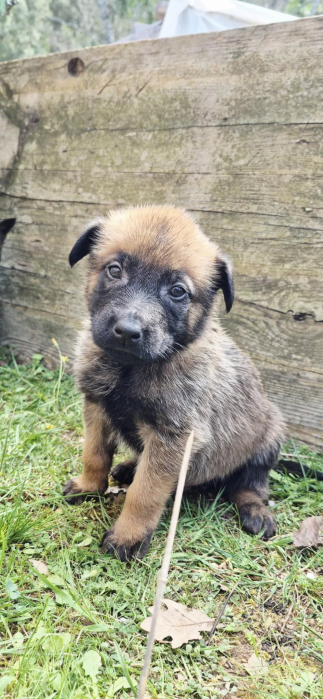 Des Soldats Du Camp Redon - Chiots disponibles - Berger Belge