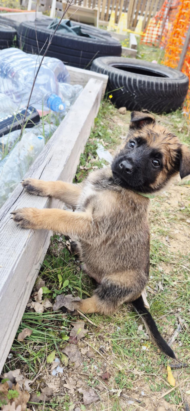 Des Soldats Du Camp Redon - Chiots disponibles - Berger Belge