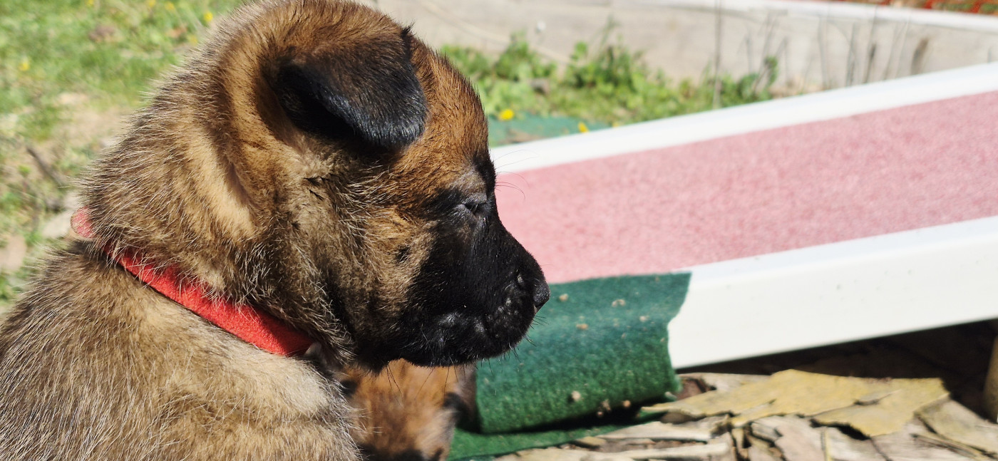 Des Soldats Du Camp Redon - Chiots disponibles - Berger Belge
