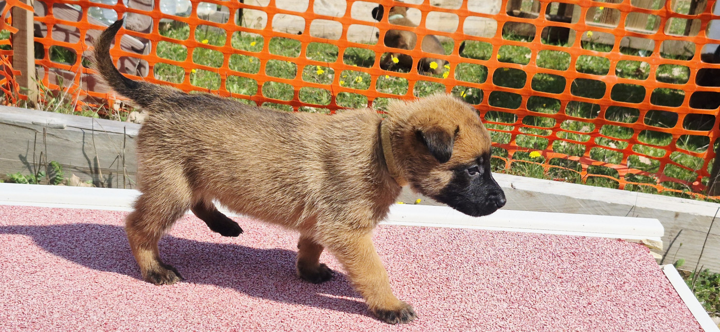 Des Soldats Du Camp Redon - Chiots disponibles - Berger Belge