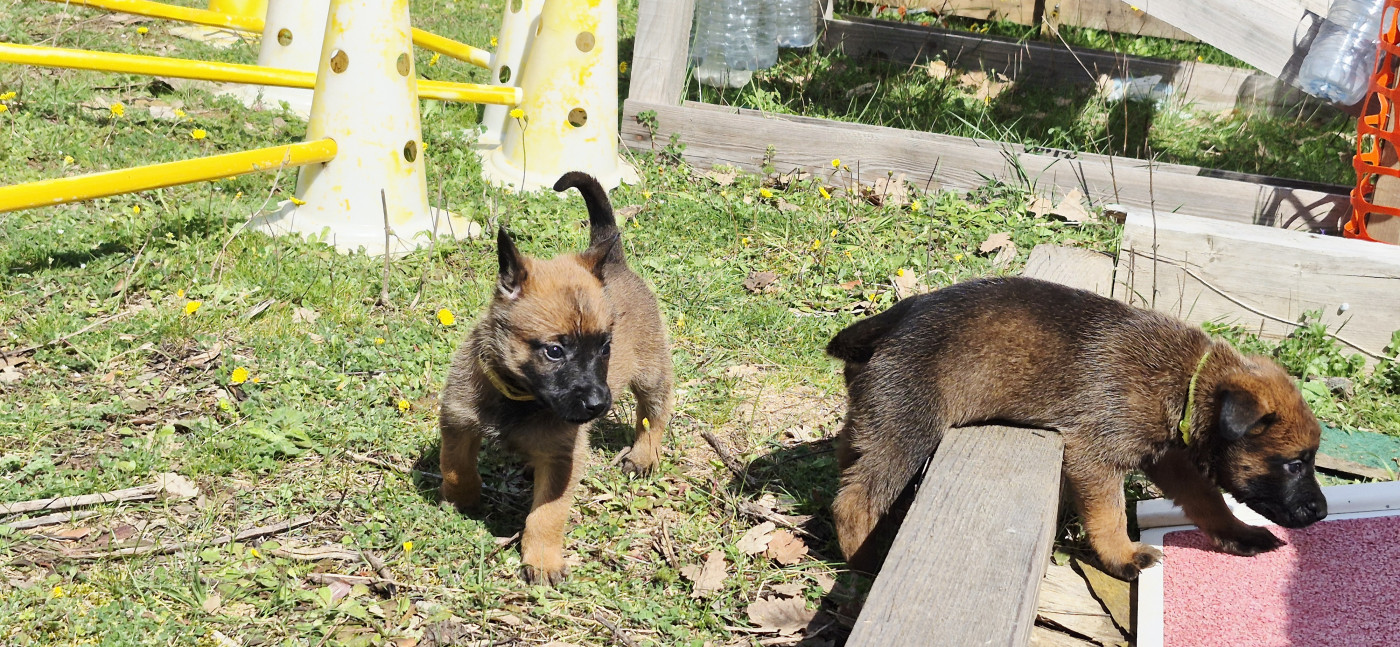 Des Soldats Du Camp Redon - Chiots disponibles - Berger Belge