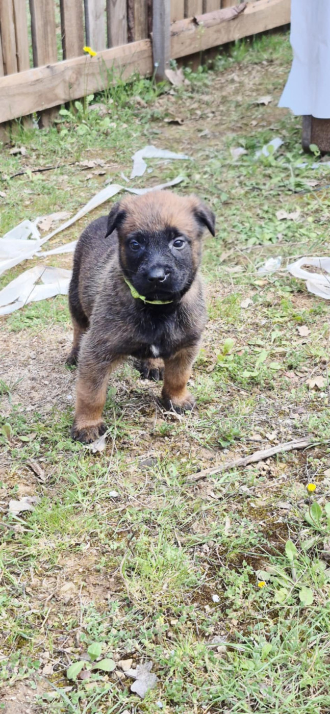 Des Soldats Du Camp Redon - Chiots disponibles - Berger Belge