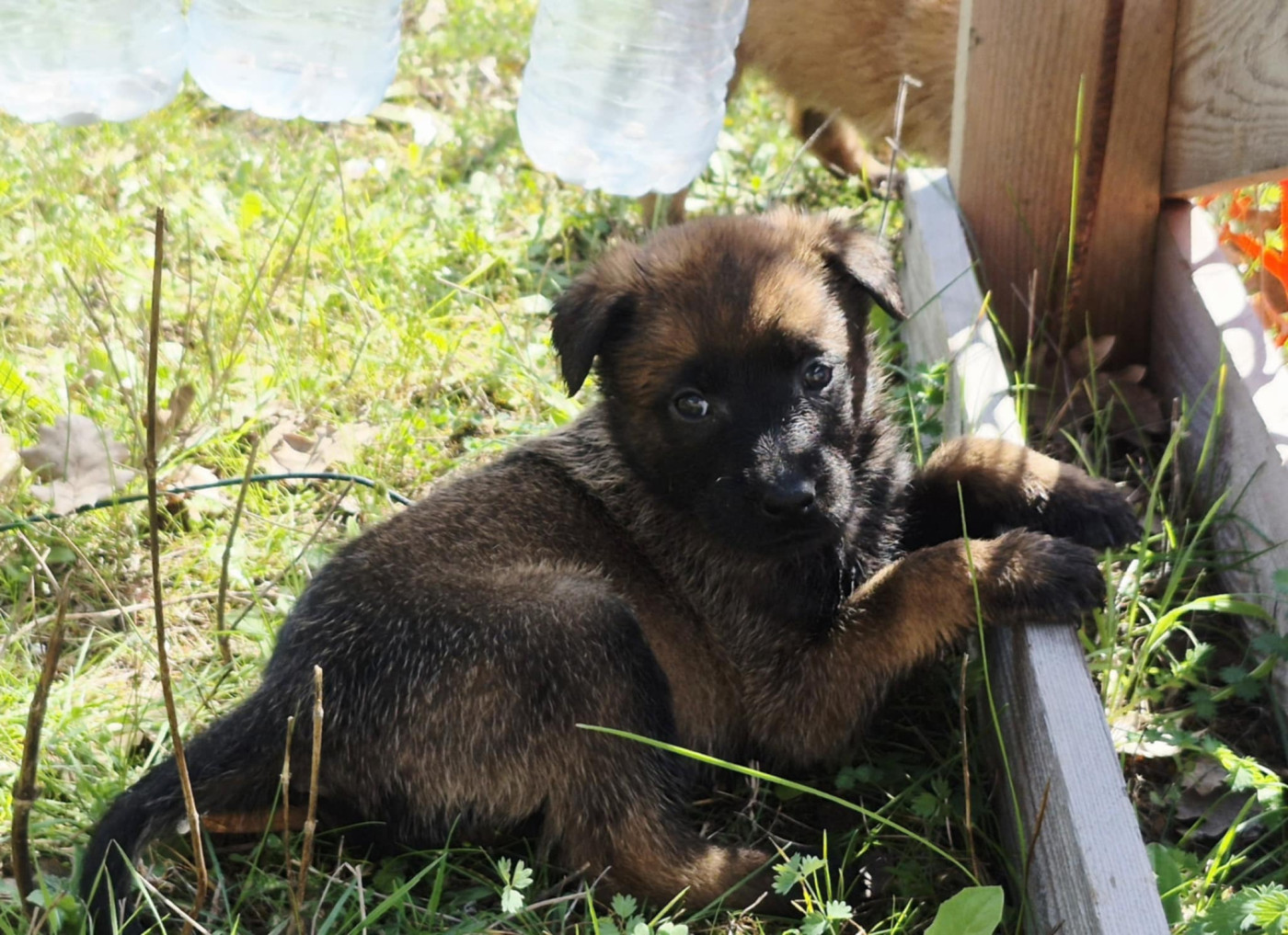 Des Soldats Du Camp Redon - Chiots disponibles - Berger Belge