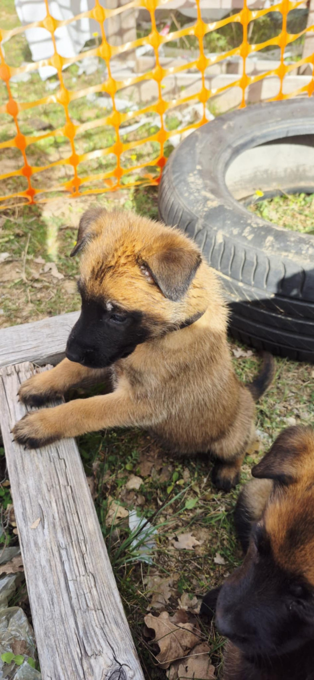 Des Soldats Du Camp Redon - Chiots disponibles - Berger Belge